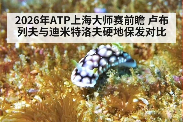 2026年ATP上海大师赛前瞻 卢布列夫与迪米特洛夫硬地保发对比